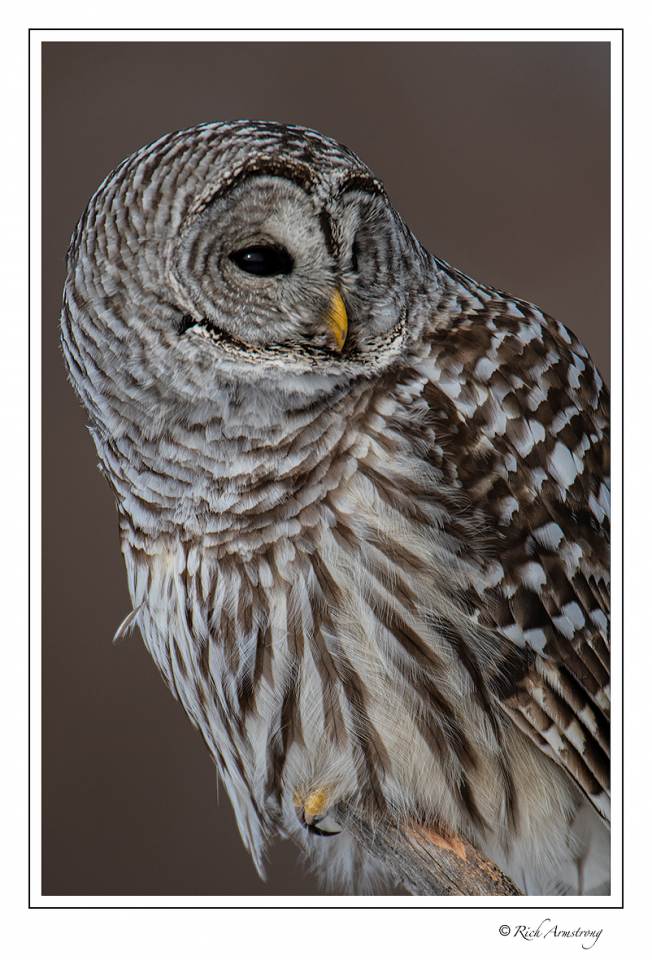 Barred owl 1 copy.jpg